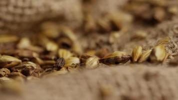 Rotating shot of barley and other beer brewing ingredients - BEER BREWING 246 video