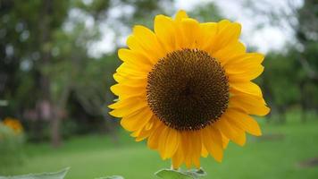 Beautiful sunflower in the wind video