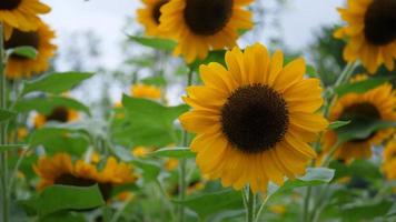 schöne Sonnenblume im Wind video