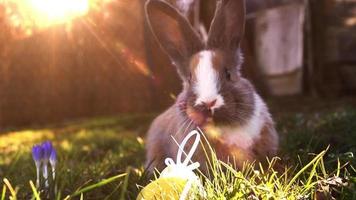 lapin blanc de pâques avec des oeufs de pâques assis dans l'herbe video