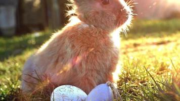 coniglietto di Pasqua bianco con le uova di Pasqua seduto sull'erba video