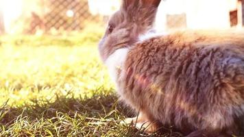 coniglietto di Pasqua bianco seduto sull'erba video