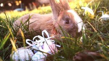 lapin blanc de pâques avec des oeufs de pâques assis dans l'herbe video