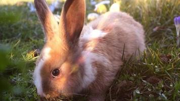 lapin blanc de Pâques assis dans l'herbe video