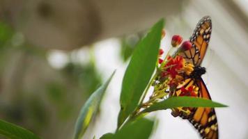 Monarch Butterfly On Little Flowers video