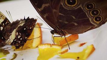 Butterfly Eating Orange On White Plate