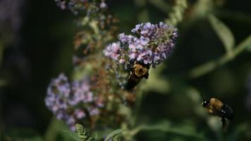 abelha em câmera ultra lenta (1.500 fps) - fantasma de insetos 008 video