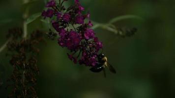 abelha em câmera ultra lenta (1.500 fps) - fantasma de insetos 005 video