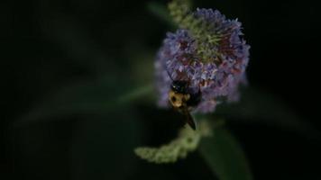 abeja en cámara ultra lenta (1,500 fps) - insecto fantasma 010 video