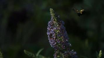 abelha em câmera ultra lenta (1.500 fps) - fantasma de insetos 007 video