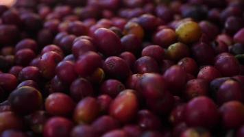 Slow motion of Raw coffee beans fall to the ground. video