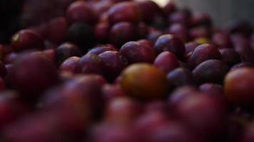 rallentatore di chicchi di caffè crudo cadono a terra. video