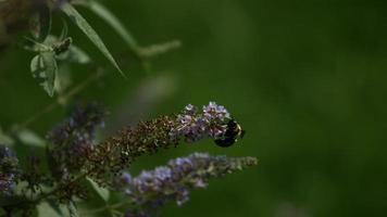 abeille en ultra ralenti (1500 images par seconde) - fantôme d'insectes 006 video