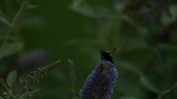 abelha em câmera ultra lenta (1.500 fps) - fantasma de insetos 004 video