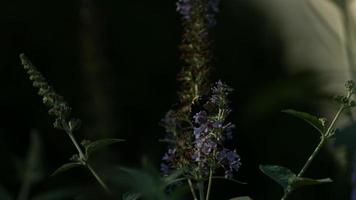 abelha em câmera ultra lenta (1.500 fps) - fantasma de insetos 009 video