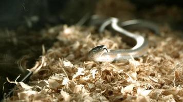 serpiente en cámara ultra lenta (1,500 fps) - serpientes fantasma 005 video