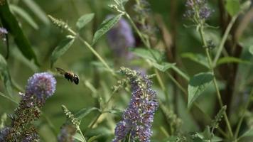 abelha em câmera ultra lenta (1.500 fps) - fantasma de insetos 001 video