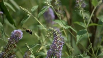 Bee in ultra slow motion 1,500 fps - INSECTS PHANTOM 001 video