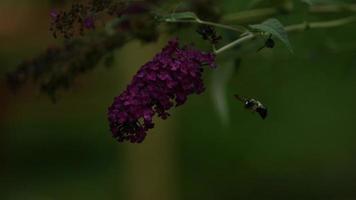 abelha em câmera ultra lenta (1.500 fps) - fantasma de insetos 002 video
