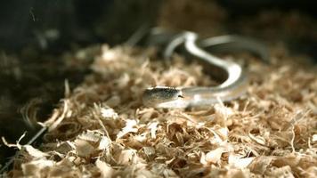 serpente in ultra slow motion (1.500 fps) - snakes phantom 006 video