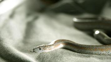serpiente en cámara ultra lenta (1,500 fps) - serpientes fantasma 004 video