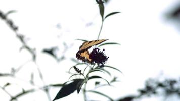 borboleta em câmera ultra lenta (1.500 fps) - insetos borboleta fantasma 001 video