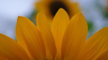 schöne Sonnenblume im Wind video