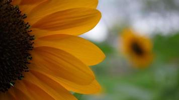 mooie zonnebloem in de wind video