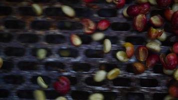nasser Prozess mit Kaffeebohnen, die kürzlich von Kaffeebäumen reif wurden video