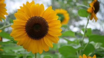 Beautiful sunflower in the wind