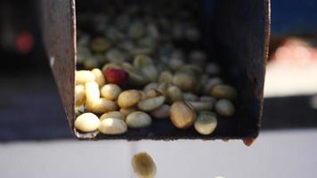 processo úmido com grãos de café recém-colhidos video