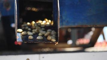 Proceso húmedo con granos de café recién maduros de cafetos. video
