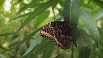 papillon marron video