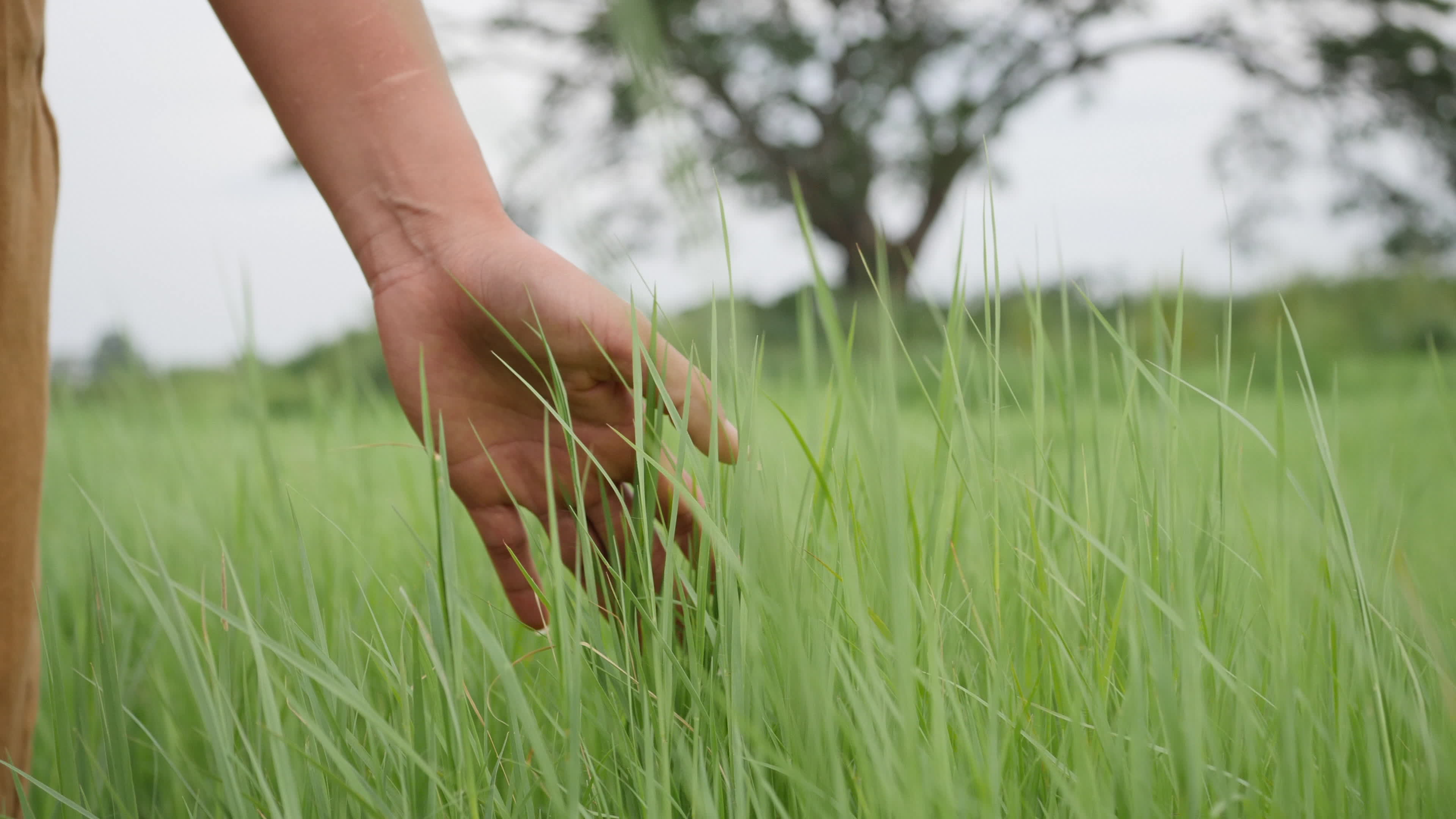 female hand, touch, grass Stock Photo