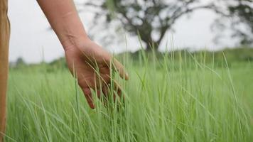 Cerrar la mano de la mujer tocando la hierba verde en un campo que sopla el viento video