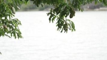 mujer con mochila caminando relajarse y refrescar el aire video