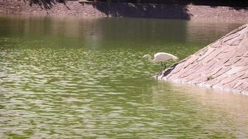 Héron dans le lac artificiel de Chapultepec au Mexique