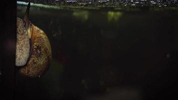 escargot d'eau douce en timelapse d'aquarium video