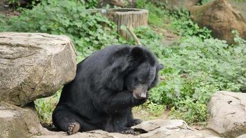 Leben der Tierwelt asiatischen Schwarzbären im Wald video