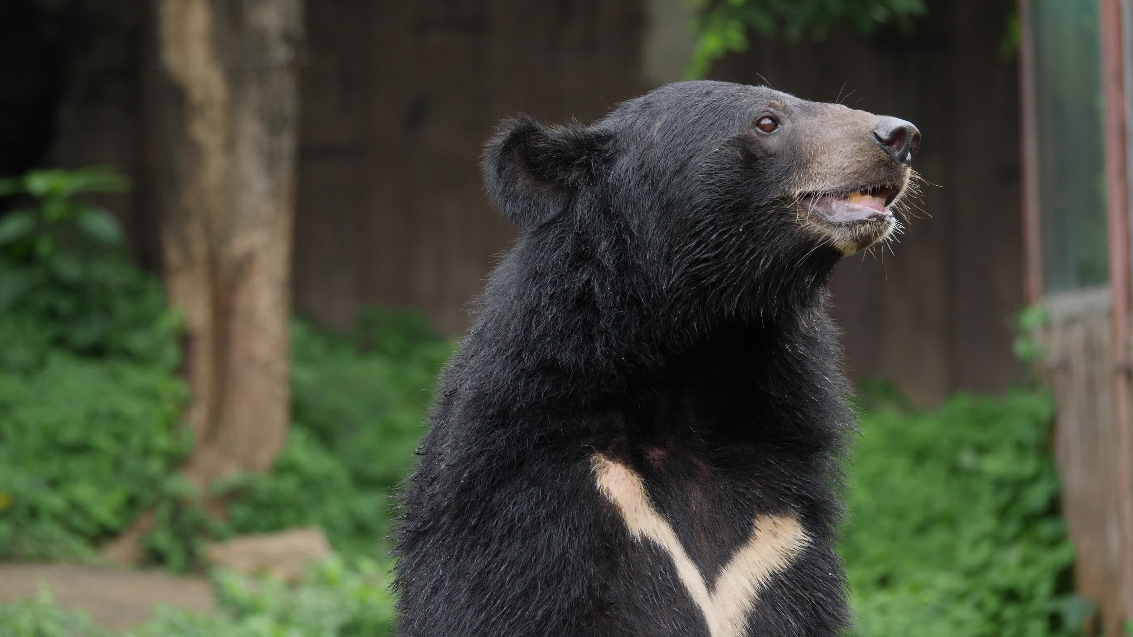 Life of wildlife Asian black bear in forest 1620555 Stock Video at Vecteezy