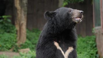 vida de la vida silvestre oso negro asiático en el bosque video