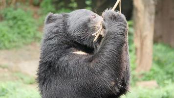 leven van de Aziatische zwarte beer in het wild in het bos video