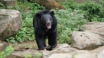 vida de la vida silvestre oso negro asiático en el bosque video