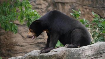 vida de la vida silvestre oso negro asiático en el bosque video