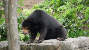 vie de la faune ours noir asiatique en forêt