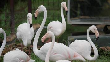 bando de lindos flamingos em ambiente natural video