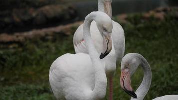 bando de lindos flamingos em ambiente natural
