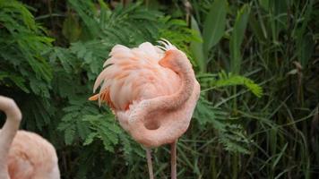 bandada de hermosos flamencos en ambiente natural video