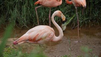 Flock of beautiful flamingos in natural environment  video