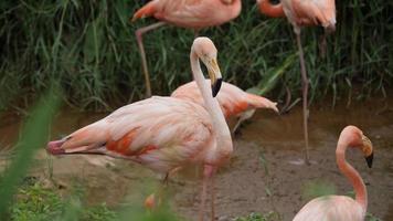 Flock of beautiful flamingos in natural environment  video